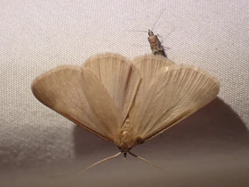 Immaculate Idia Moth