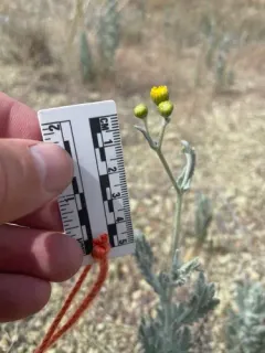 Ertter's Ragwort thumbnail 1