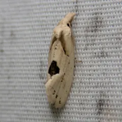 Aethes mymara thumbnail 2