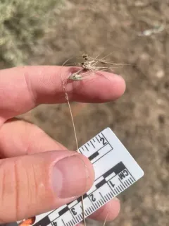 brome smut fungus thumbnail 2