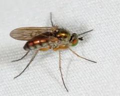 Dolichopus tonsus thumbnail 2