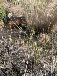 Barren Milkvetch thumbnail 3