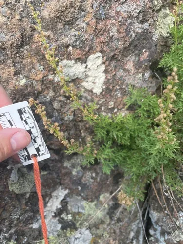 Packard's Wormwood