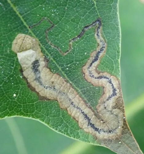 Stigmella quercipulchella