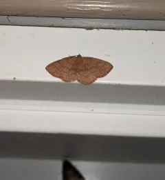 Black-dotted Ruddy Moth thumbnail 2