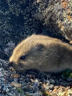 Ungava collared lemming thumbnail 3