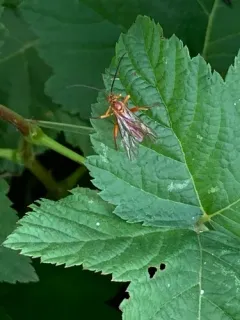 Theronia atalantae thumbnail 3