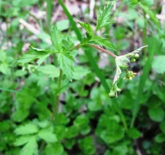 Spring Avens thumbnail 2