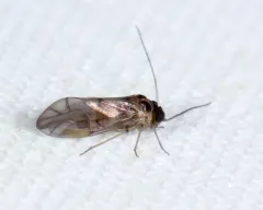 Peripsocus madidus thumbnail 1