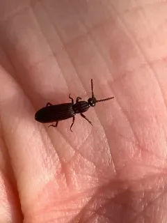 Omoglymmius hamatus thumbnail 2