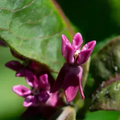 purple milkweed thumbnail 4