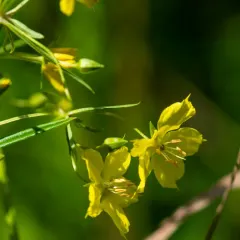 narrow-leaved loosestrife thumbnail 4