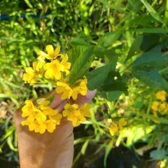 Yellow Loosestrife thumbnail 4