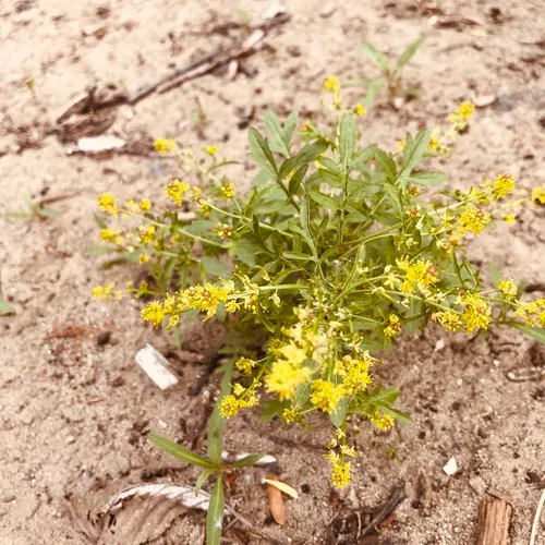 curvepod yellowcress