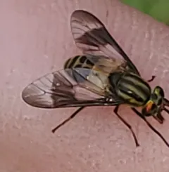 Gemeni Deer Fly thumbnail 5