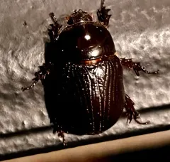 Eastern Rhinoceros Beetle thumbnail 2