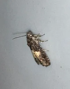 Epiblema infelix thumbnail 3