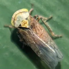 Early leafhopper thumbnail 4
