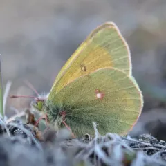 Hecla Sulphur thumbnail 2