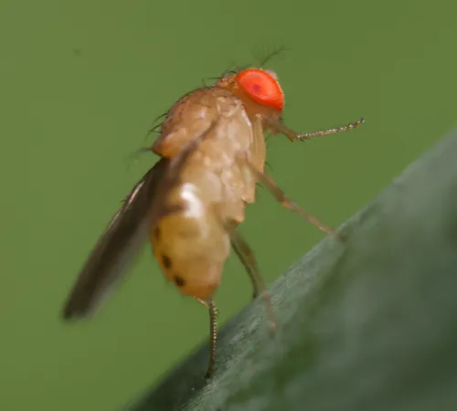 Drosophila tripunctata