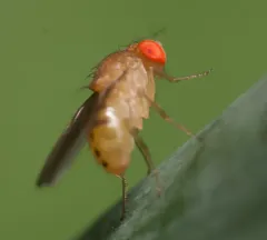 Drosophila tripunctata thumbnail 1