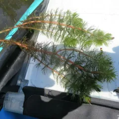 Siberian water-milfoil thumbnail 3