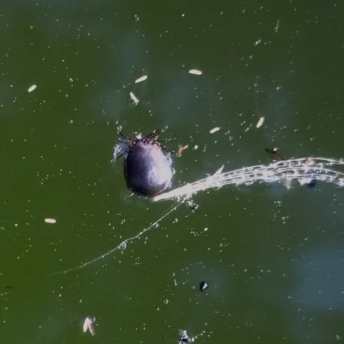 Western Black-legged Tick