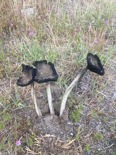 Star-capped Coprinus