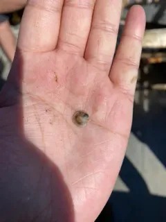 Vancouver Scallop thumbnail 4