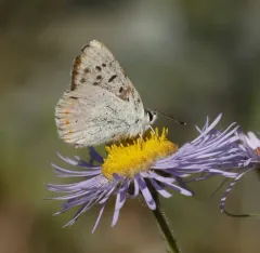 Lilac-bordered Copper thumbnail 3