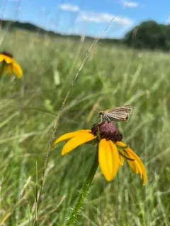 Poweshiek Skipperling thumbnail 1