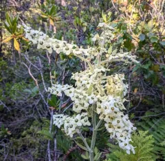Siskiyou false-hellebore thumbnail 3
