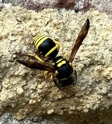 Ancistrocerus lutonidus