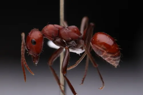 Sanwald's Amazon Ant