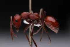 Sanwald's Amazon Ant thumbnail 1
