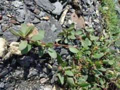 Fowler's Knotweed thumbnail 2
