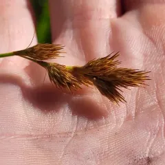 pointed broom sedge thumbnail 4