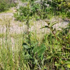 Hairy Goldenrod thumbnail 4