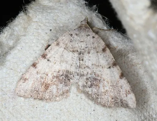 Macaria exauspicata