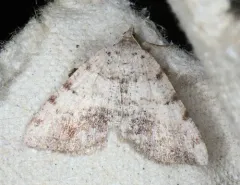 Macaria exauspicata thumbnail 1