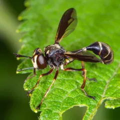 Physocephala furcillata thumbnail 2