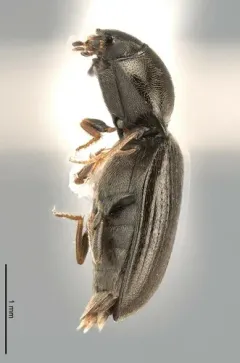 Swelling Click Beetle thumbnail 2