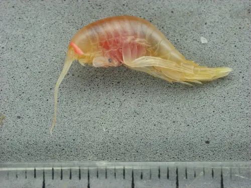 Pardalisca abyssi
