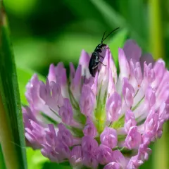 Black Diabrotica thumbnail 2