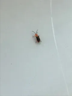 Phyllobrotica limbata thumbnail 2