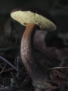 Saffron Bolete thumbnail 2