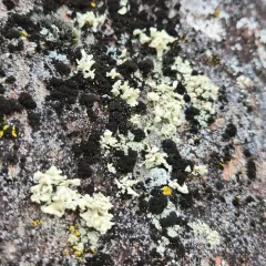 Ramalina labiosorediata thumbnail 4