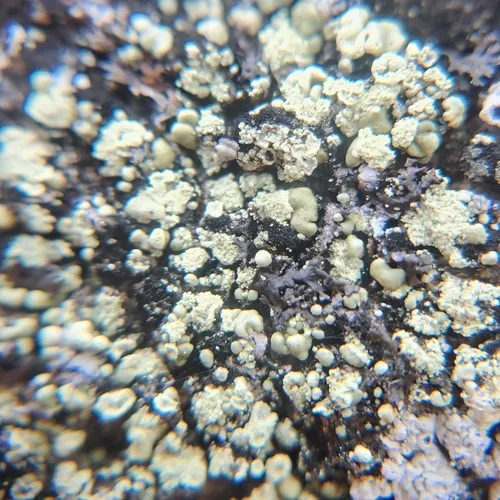 Ouimet Rock-posy Lichen