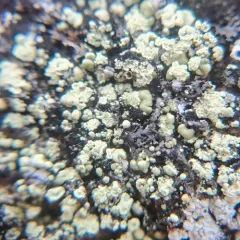 Ouimet Rock-posy Lichen thumbnail 1