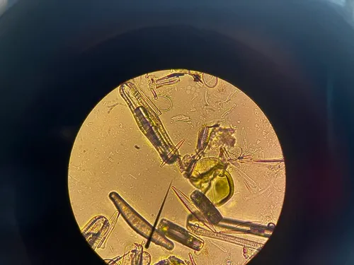 Encyonopsis cesatii